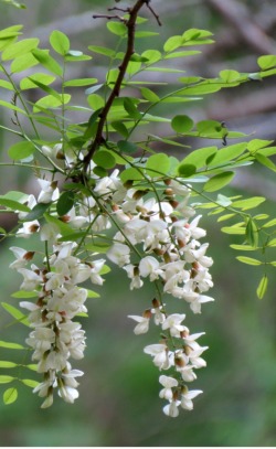 Black locust (Robinia pseudoacacia)